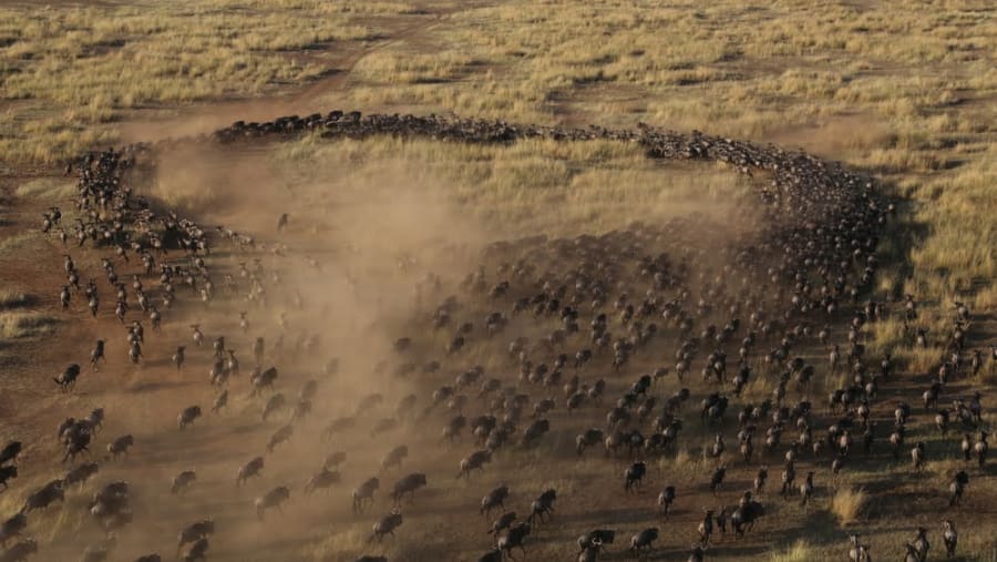 Aerial view of Wildebeest Migration