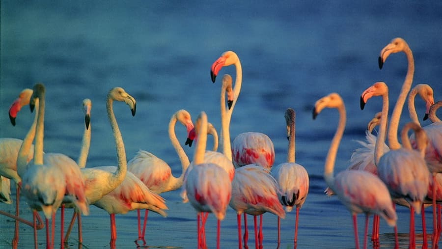Bundala National Park