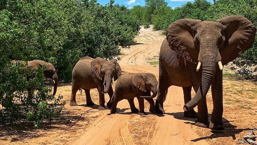 Animal Encounter