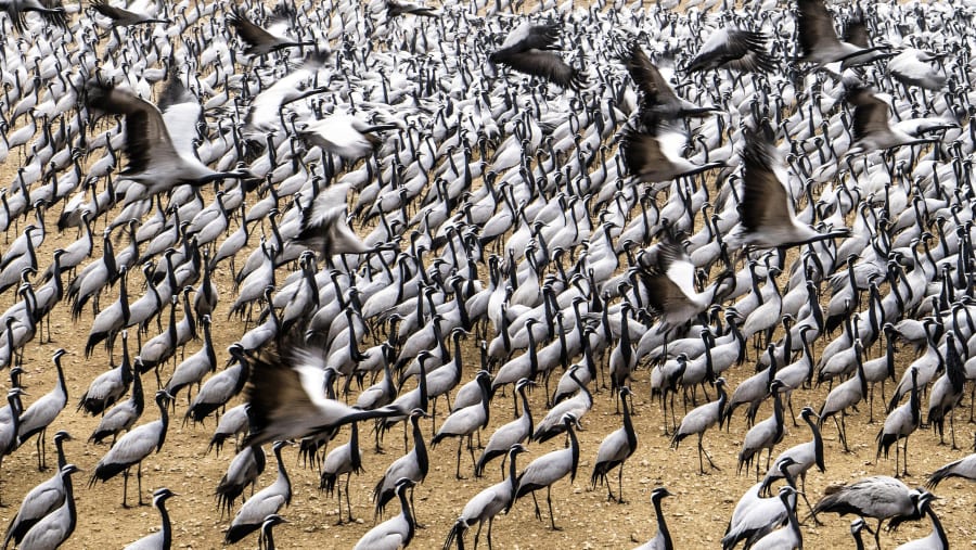 Bharatpur Bird Sanctuary / Keoladeo National Park