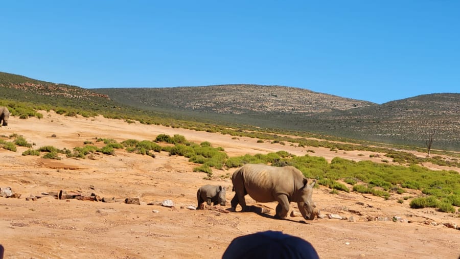 Rhino
