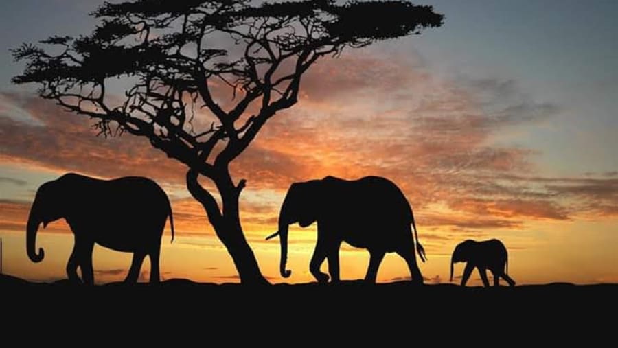 Amboseli National Park, Kenya