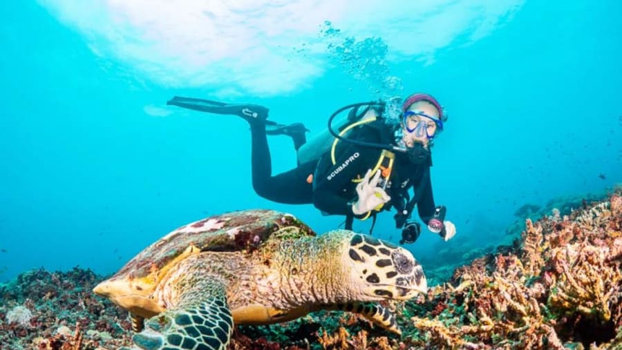 Diving with Big Turtle