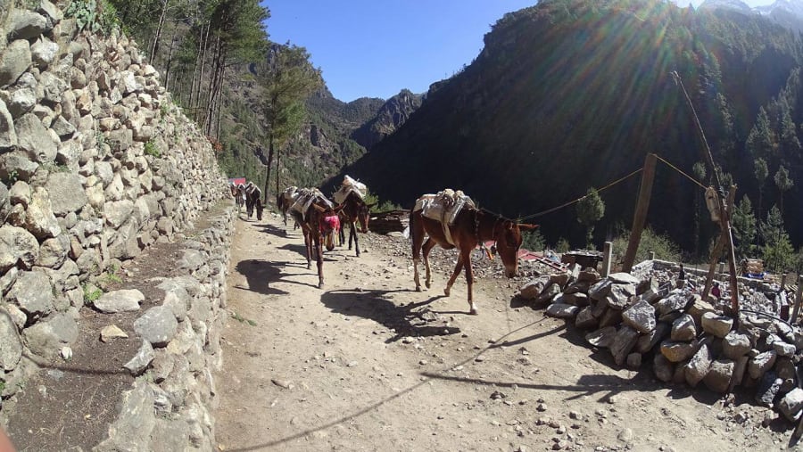 Donkeys on the Manaslu Circuit Trek
