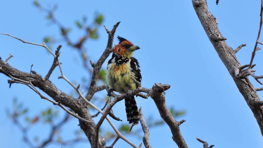 Saadani National Park