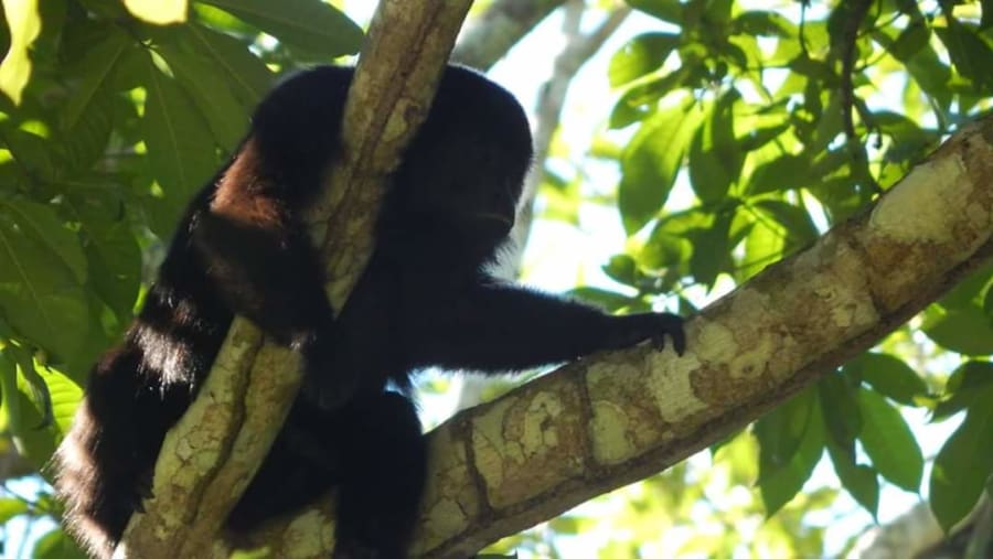 An Old World Monkey