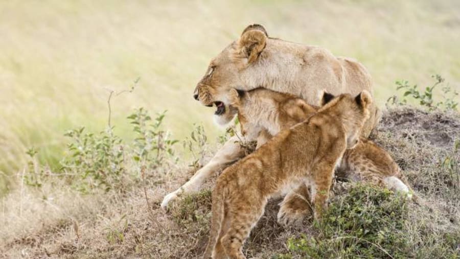 Game drive scenes in Masai Mara