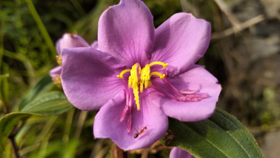 Melastoma malabathricum