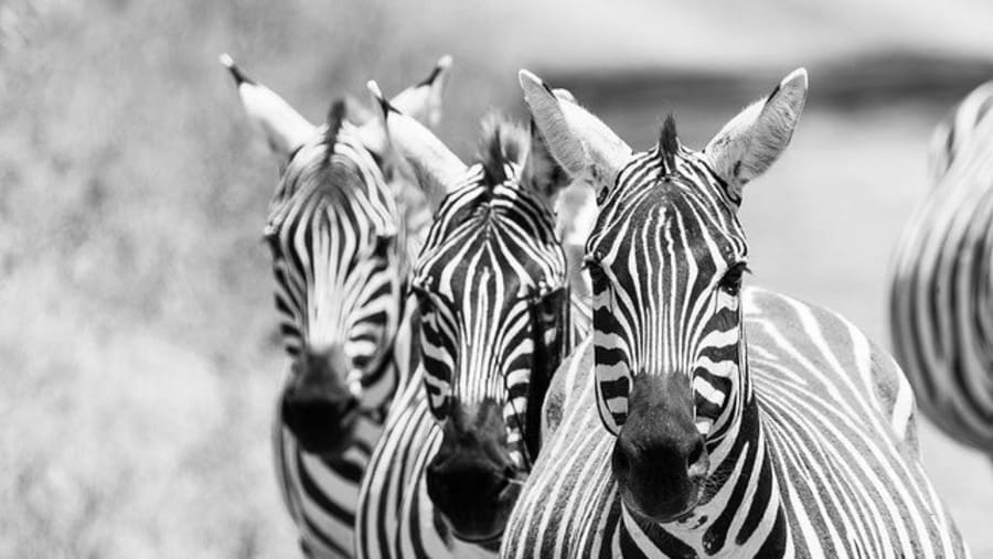 Tsavo East National Park