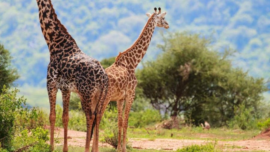 Spot towering giraffes