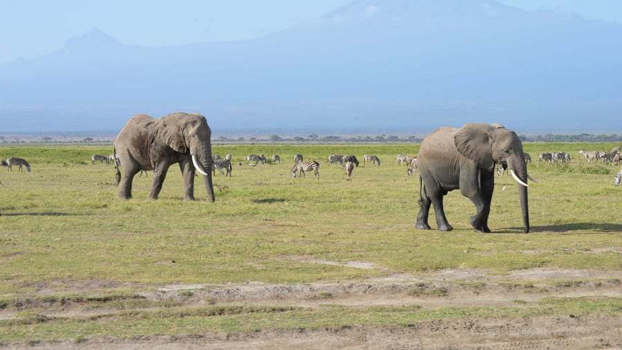 African bush elephants