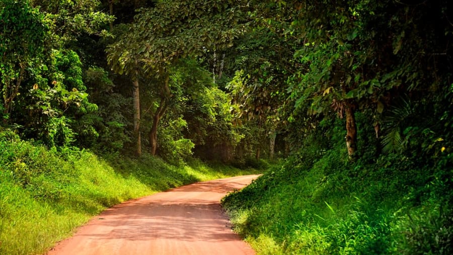 Kibale forest