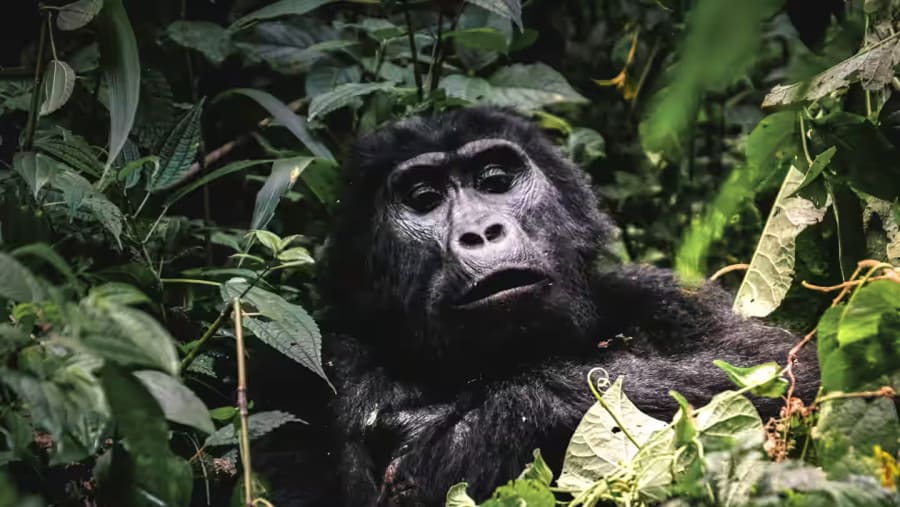 Gorilla