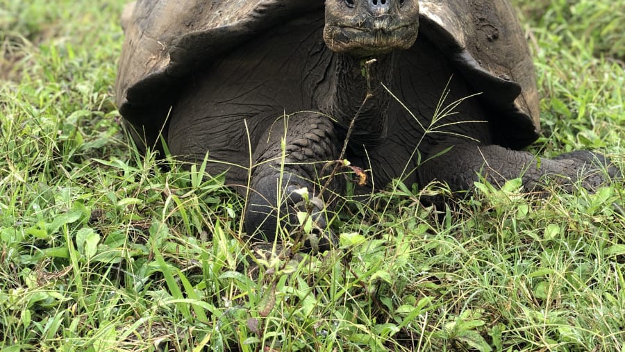 Giant Tortoise in the wild