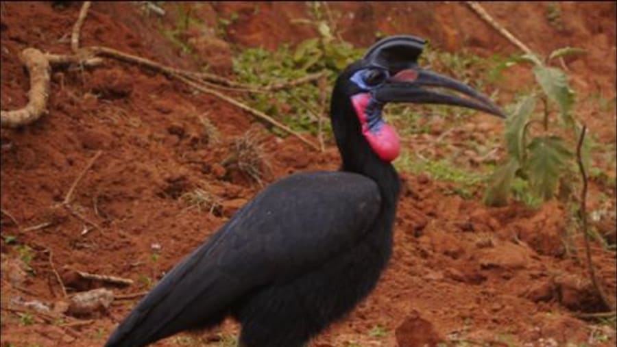 Ethiopia Birdwatching Tour