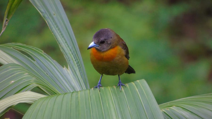 Flora and Fauna