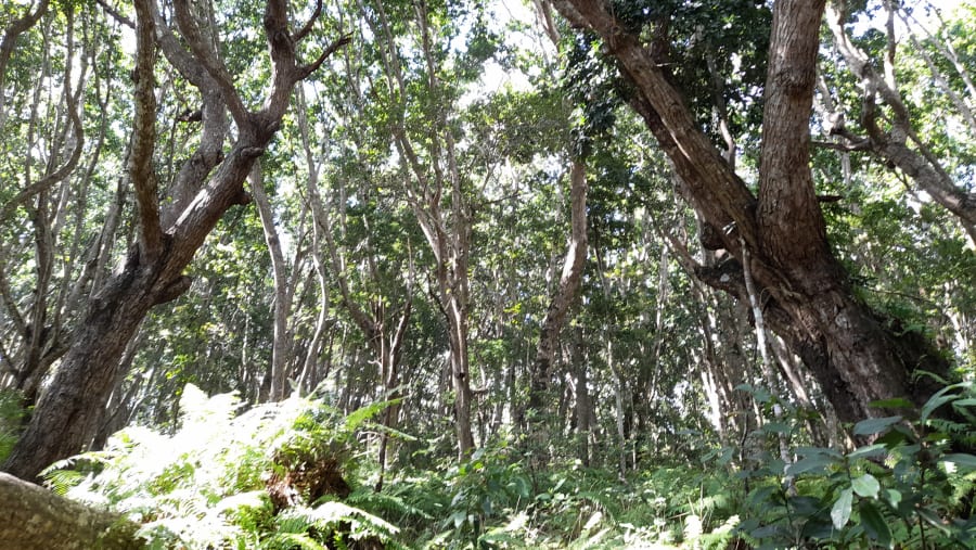 Spot wildlife amidst lush greenery