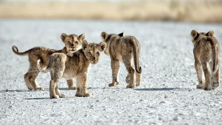 Lion Cubs