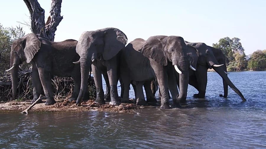Elephants