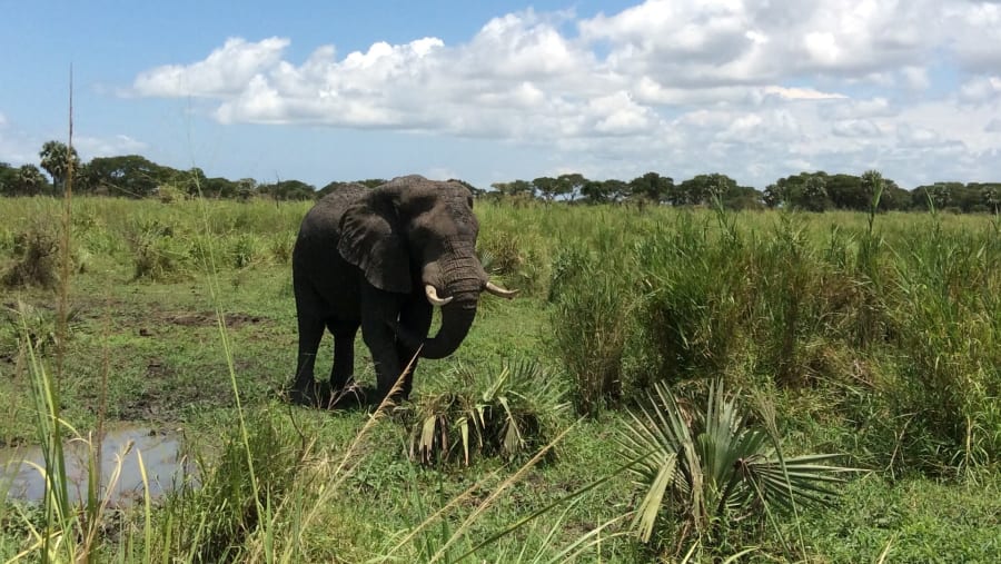 African elephants
