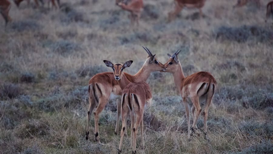 Deer at Burigi Chago National Park, Tanzania