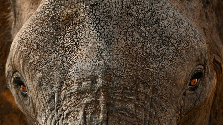 African Elephants