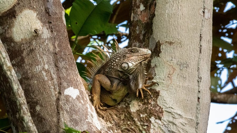 Explore lizards at Gamboa