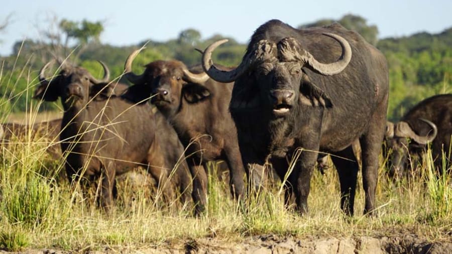 Buffaloes in Moremi Game Reserve
