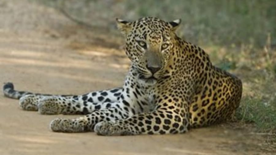 Panthera