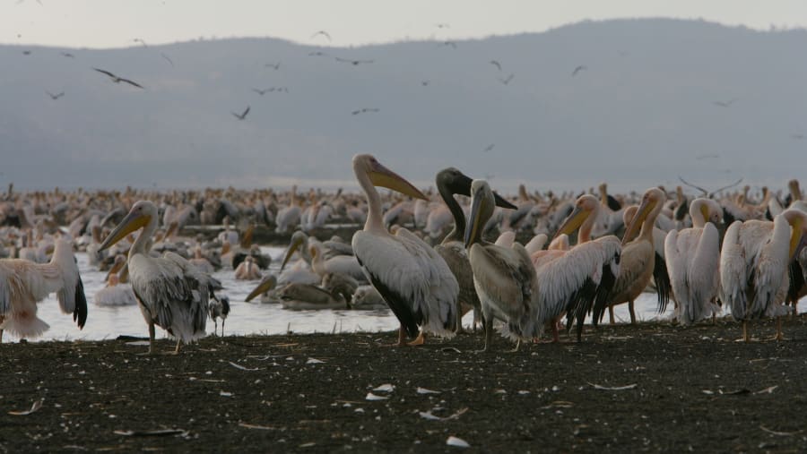 Great White Pelicans