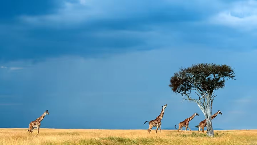 Masai Giraffe