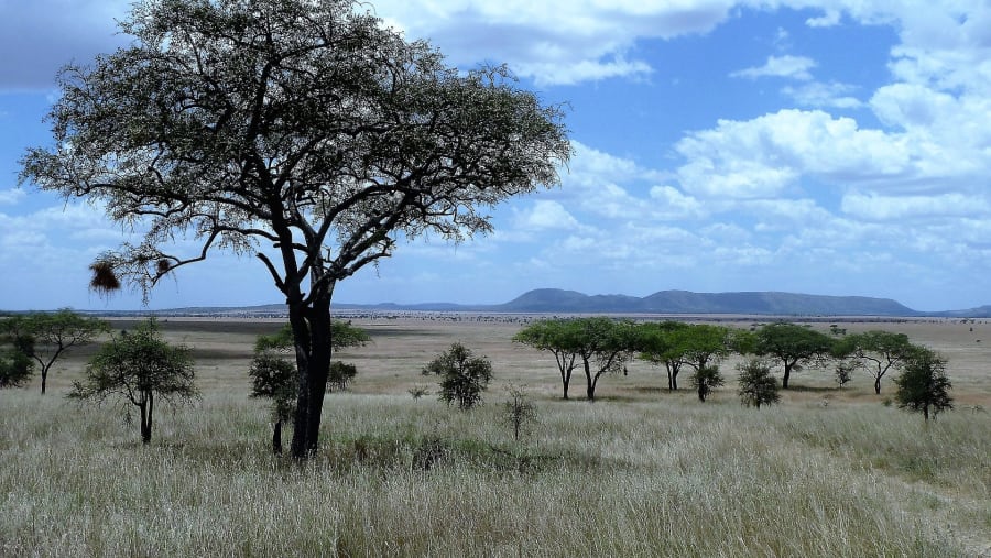 Tarangire National Park