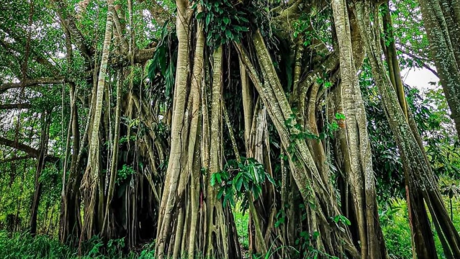 Nature