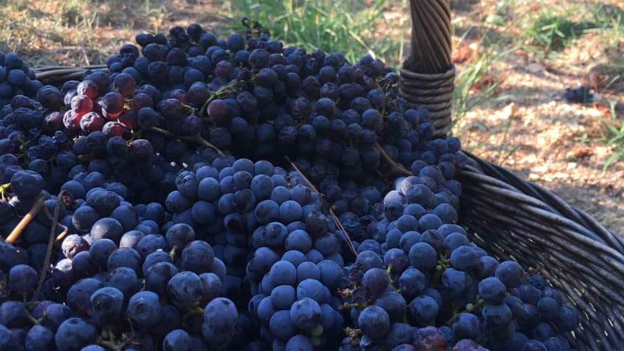 Podgorica Winery