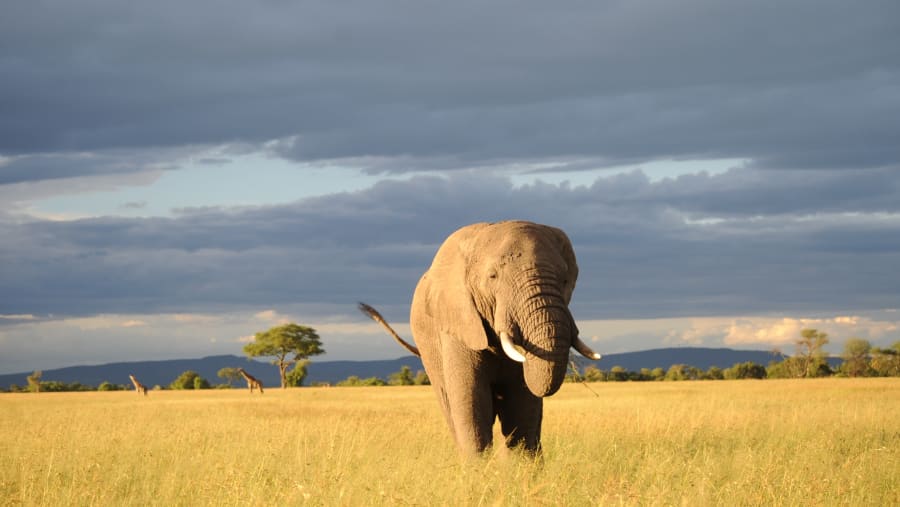 Elephant