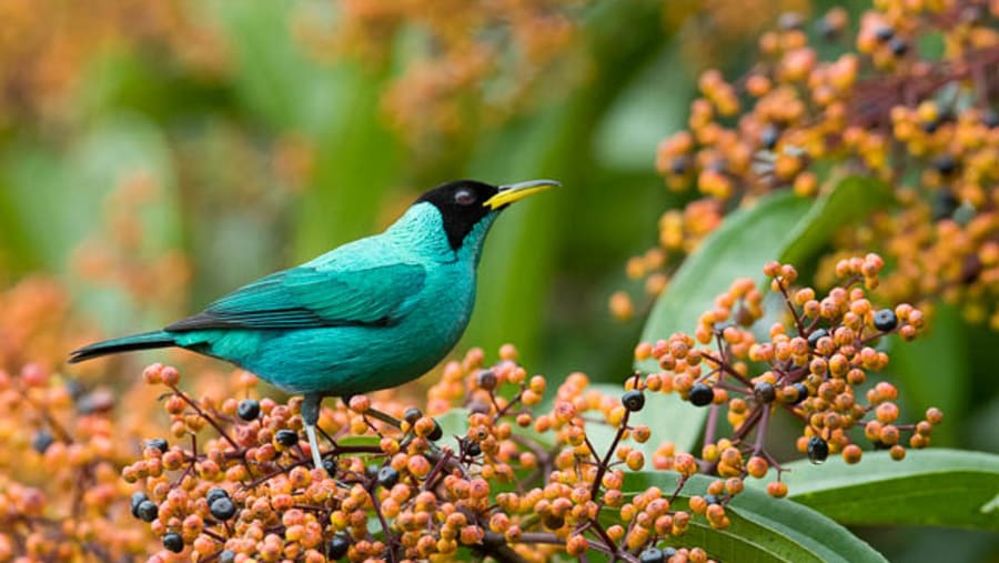 Bird Watching in Arenal Area