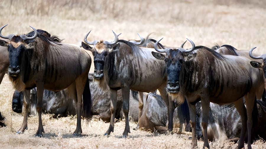 Tanzania Safari