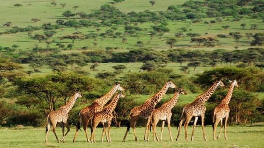Giraffes browsing in the vast Wilderness of Mikumi Park