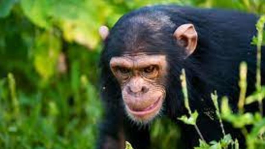 Chimpanzee Tracking
