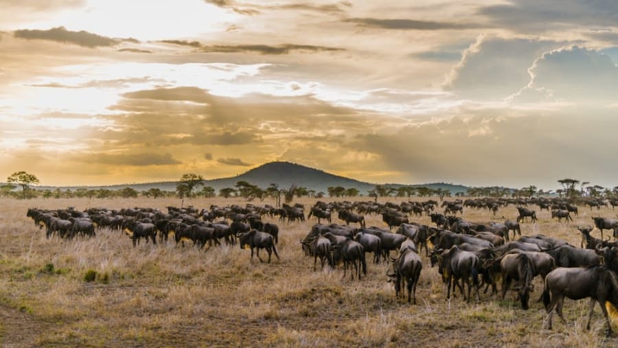 Serengeti National Park