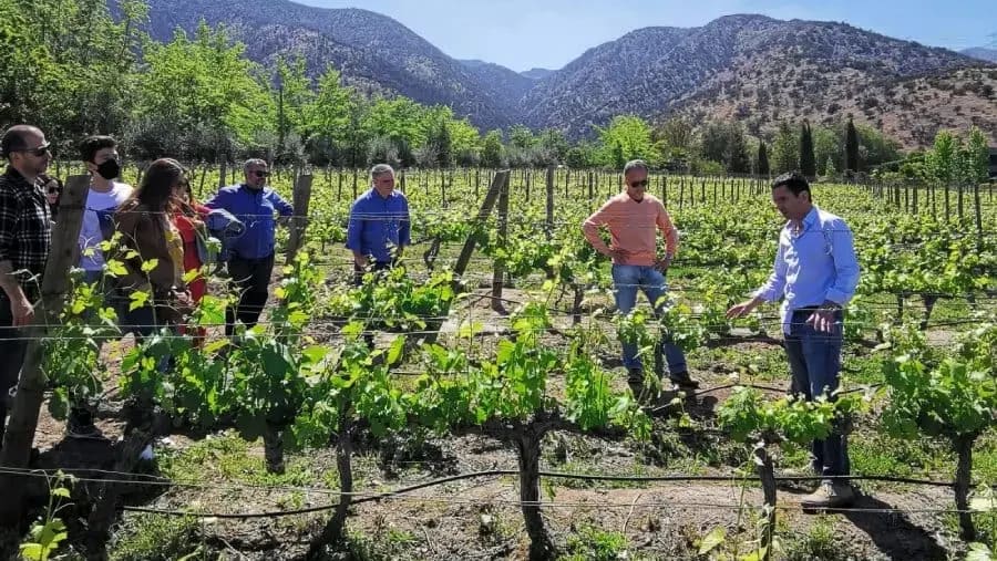 Chilean Vineyard