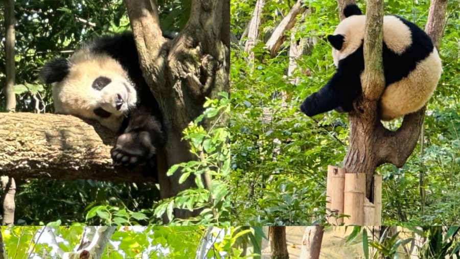 Panda Bear