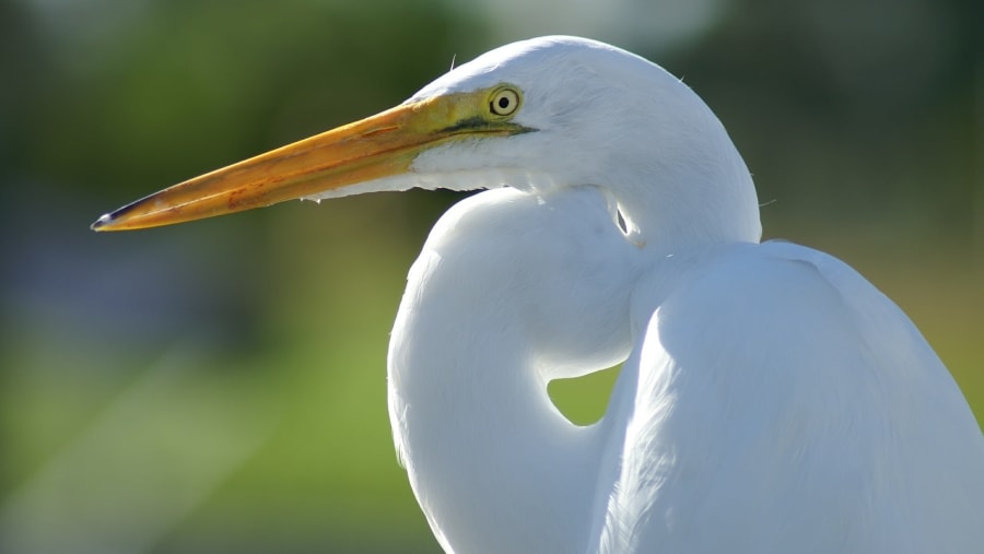 Bird Watching