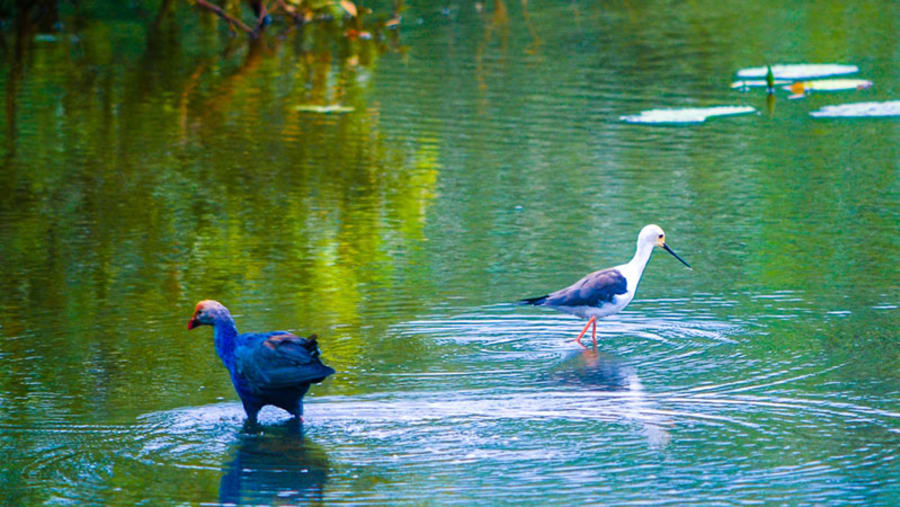 Birdwatching in Colombo