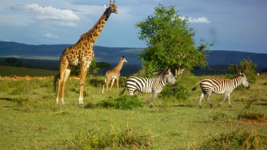 Wildlife in Masai Mara National Park