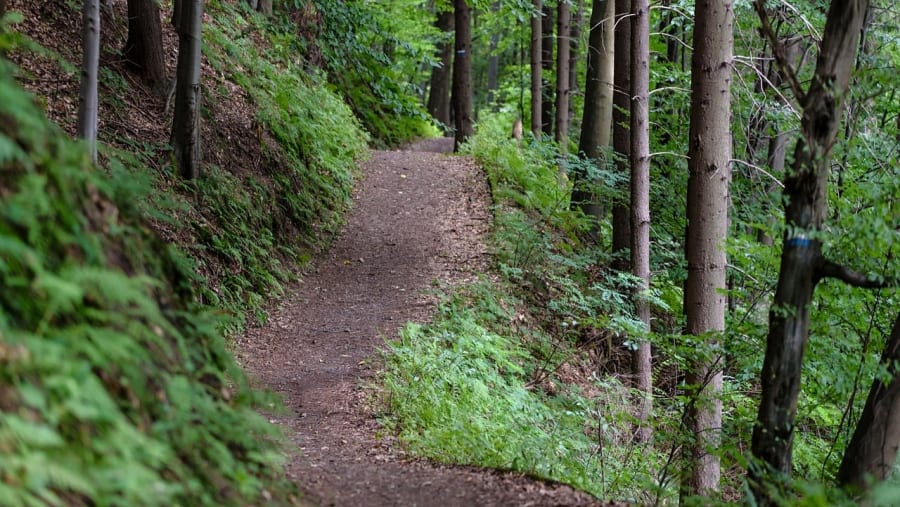 Green Forest