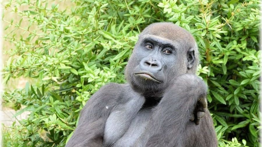 Gorilla