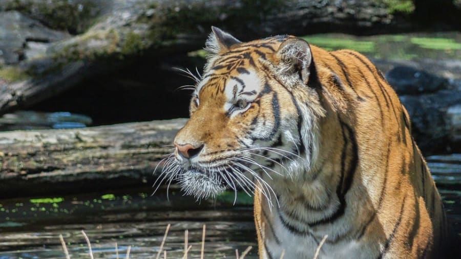 Tiger at Tarangire National Park