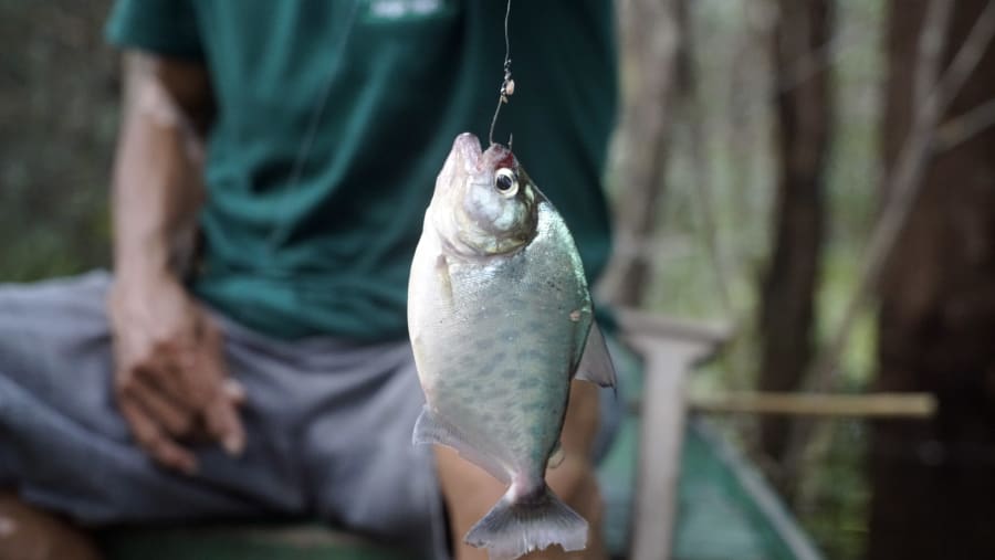 Piranha