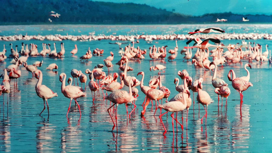 Spot the vibrant flamingos